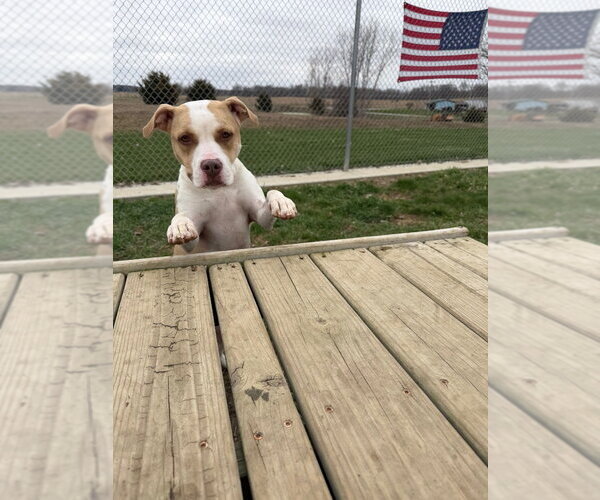 Medium Photo #3 American Staffordshire Terrier Puppy For Sale in Pierceton , IN, USA