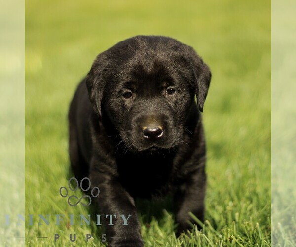 Medium Photo #4 Labrador Retriever Puppy For Sale in RONKS, PA, USA