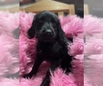 Small Photo #24 Labradoodle Puppy For Sale in LOS ANGELES, CA, USA