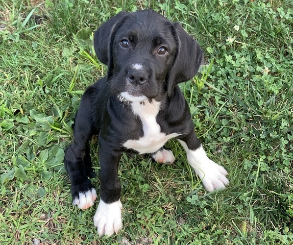 Medium Photo #1 Boxerdoodle Puppy For Sale in CANFIELD, OH, USA