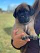 Small Photo #3 Mastiff Puppy For Sale in YAKIMA, WA, USA