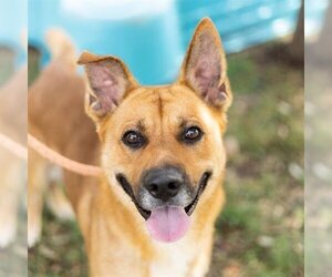 Carolina Dog-Unknown Mix Dogs for adoption in Sugar Land, TX, USA