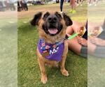Small #2 German Shepherd Dog Mix