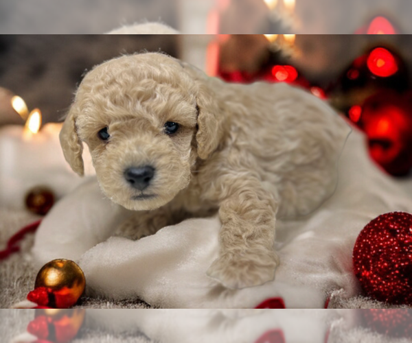 Medium Photo #5 Poodle (Miniature) Puppy For Sale in DUNDEE, OH, USA