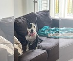 Small #4 American Staffordshire Terrier