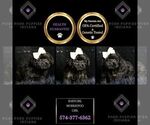 Small Photo #11 Morkie Puppy For Sale in WARSAW, IN, USA