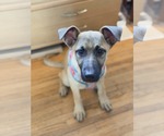 Small #3 Mutt