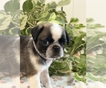 Small Photo #3 Pug Puppy For Sale in SPRING CITY, PA, USA