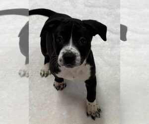 American Boston Bull Terrier Dogs for adoption in Mechanicsburg, PA, USA