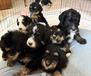 Bernedoodle Litter for sale in GILBERT, AZ, USA