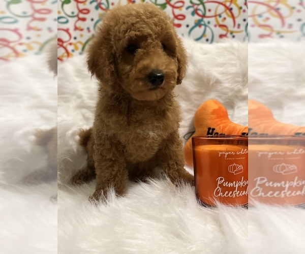 Medium Photo #2 Goldendoodle (Miniature) Puppy For Sale in LAS VEGAS, NV, USA