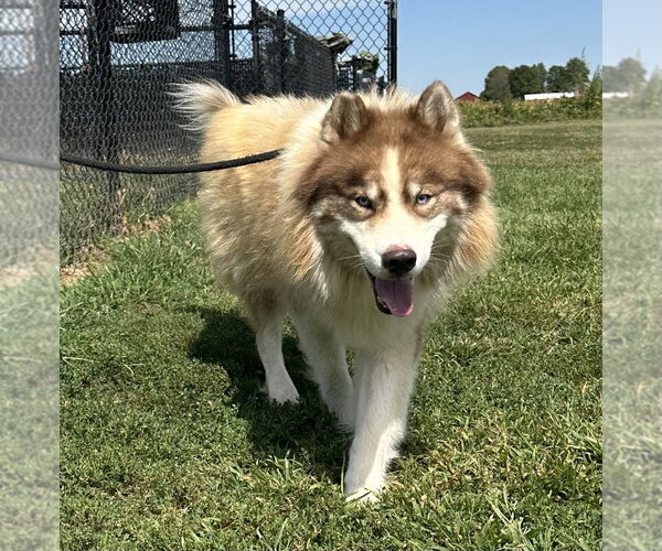 Medium Photo #1 Siberian Husky Puppy For Sale in Evansville, IN, USA