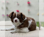 Small #3 Cavapom