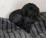 Small #4 Poodle (Miniature)
