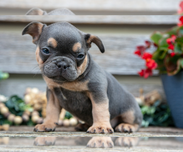 Medium Photo #8 French Bulldog Puppy For Sale in BALTIC, OH, USA