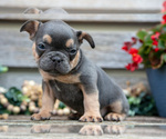 Small Photo #8 French Bulldog Puppy For Sale in BALTIC, OH, USA