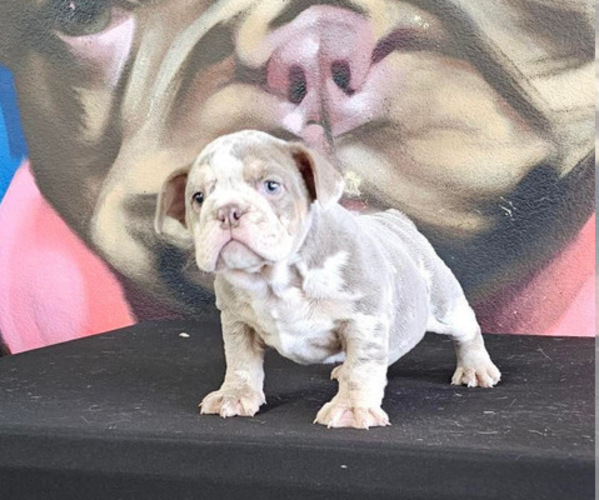 Medium Photo #1 English Bulldog Puppy For Sale in NEWPORT BEACH, CA, USA
