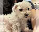 Small #1 Maltese