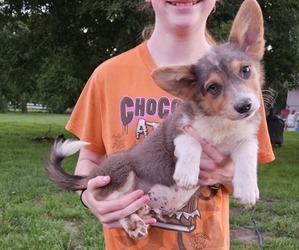 Pembroke Welsh Corgi Puppy for sale in MILTON, WI, USA
