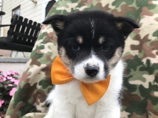 Pom-Shi Puppy for sale in QUARRYVILLE, PA, USA