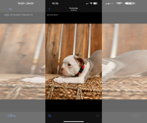 Boston Terrier Puppy for sale in MERCED, CA, USA