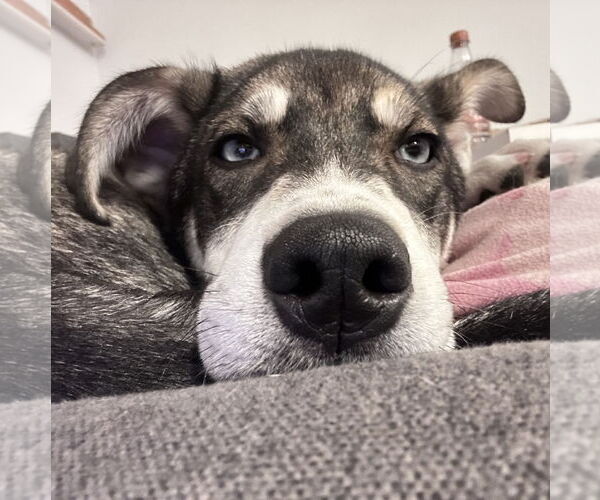 Medium Photo #13 Mutt Puppy For Sale in Brooklyn Center, MN, USA
