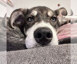 Small #12 Mutt