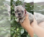 Small #1 French Bulldog