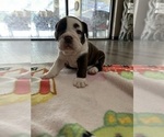 Small Photo #2 English Bulldog Puppy For Sale in SPRING HILL, FL, USA
