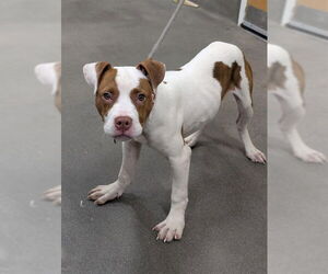 Labrador Retriever-Unknown Mix Dogs for adoption in Forestville, MD, USA