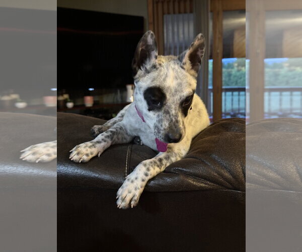 Medium Photo #3 Mutt Puppy For Sale in Garden City, NY, USA