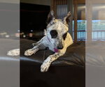 Small #2 Mutt