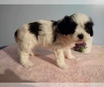 Small Photo #3 Zuchon Puppy For Sale in MOUNT PLEASANT, MI, USA