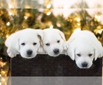 Small Photo #11 Labrador Retriever Puppy For Sale in LOGAN, UT, USA