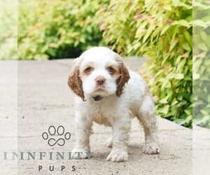 Cocker Spaniel Puppy for sale in NARVON, PA, USA