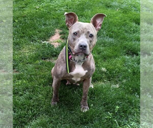 Medium Photo #2 American Staffordshire Terrier-Unknown Mix Puppy For Sale in New Oxford , PA, USA