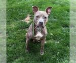 Small #1 American Staffordshire Terrier Mix