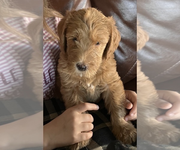 Medium Photo #14 Labradoodle Puppy For Sale in MIFFLINBURG, PA, USA