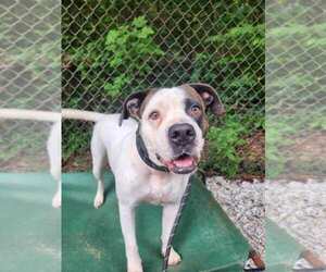 Bullboxer Pit Dogs for adoption in Franklin, North Carolina, NC, USA