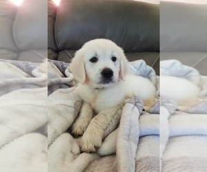 Golden Retriever Puppy for sale in BREEZY POINT, MN, USA