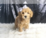 Small Photo #130 Maltipoo Puppy For Sale in WARSAW, IN, USA