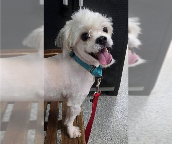 Medium Photo #3 Lhasa-Coton Puppy For Sale in Sayreville, NJ, NJ, USA