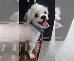 Small #2 Lhasa-Coton