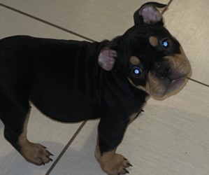 American Bully Puppy for sale in BUENA PARK, CA, USA