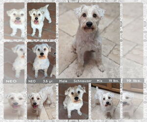 - Mix Dogs for adoption in Mesa, AZ, USA