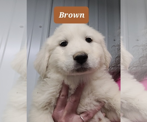 Medium Photo #6 Great Pyrenees Puppy For Sale in SCOTTSVILLE, KY, USA