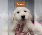 Small Photo #7 Great Pyrenees Puppy For Sale in SCOTTSVILLE, KY, USA
