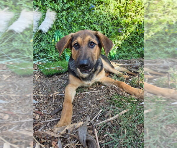 Medium Photo #1 Mutt Puppy For Sale in San Diego, CA, USA