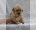 Small Photo #5 Golden Retriever Puppy For Sale in MECHANICSVILLE, MD, USA