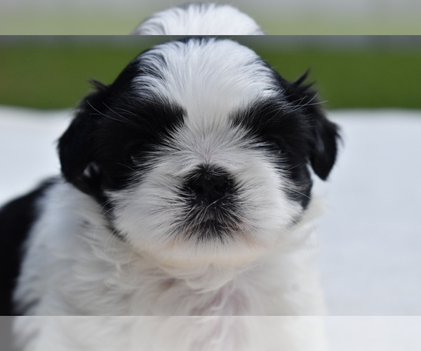Medium Photo #2 Shih Tzu Puppy For Sale in PALM COAST, FL, USA
